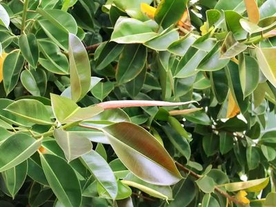 Una especie tropical de fácil cuidado: la planta que está de moda y no puede faltar en tu living