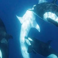 Orcas aprenden a cazar en manada el pez más grande del mundo