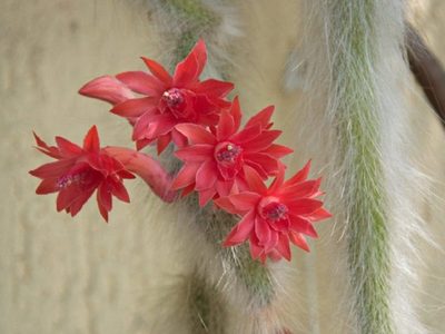 Se viene la primavera: así podés cuidar tu cactus Cola de mono y que esté rozagante en temporada