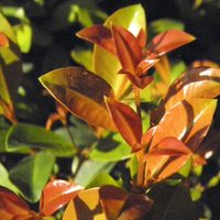 Perfecta para cercos: la planta que crece en lugares difíciles en el exterior y sobrevive con pocos cuidados