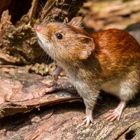 Hantavirus: encienden las alarmas por un caso sospechoso en la región patagónica