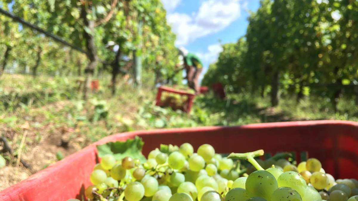 Vivir la vendimia en bodega neuquina. Fuente: (Twitter)