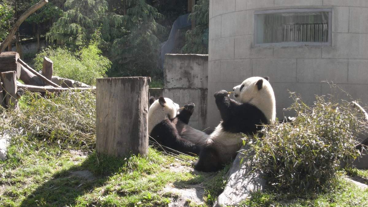 Tuan Tuan y Yuan Yuan. Fuente: (Twitter)