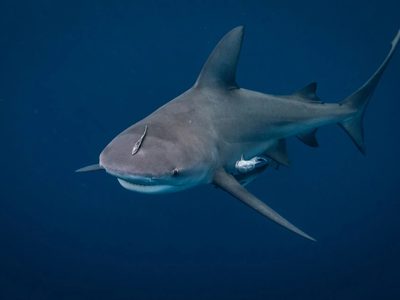 Cerraron varias playas en Australia por miedo a los tiburones