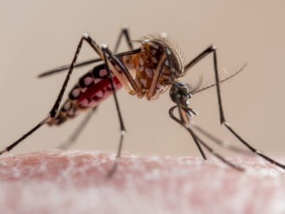 Adiós a los mosquitos: un estudio reciente revela el olor que los mantiene alejados