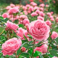 La rosa trepadora, sin espinas y muy perfumada que es una joya para tu jardín: mirá cómo cuidarla