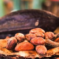Día Mundial del Cacao: beneficios médicos y riesgos por metales en el chocolate oscuro