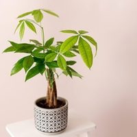 La poderosa planta que podés usar para atraer la abundancia a tu hogar con un ritual
