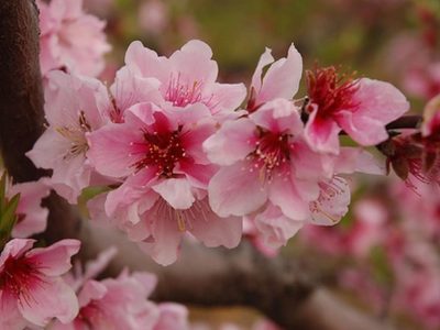 La planta ornamental que no invade, da la flor más hermosa y es tendencia en decoración para jardines