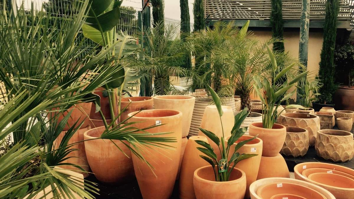 Plantas. Fuente: (Instagram)