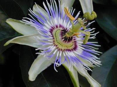 Parques Nacionales enseña sobre nuestra flora y fauna