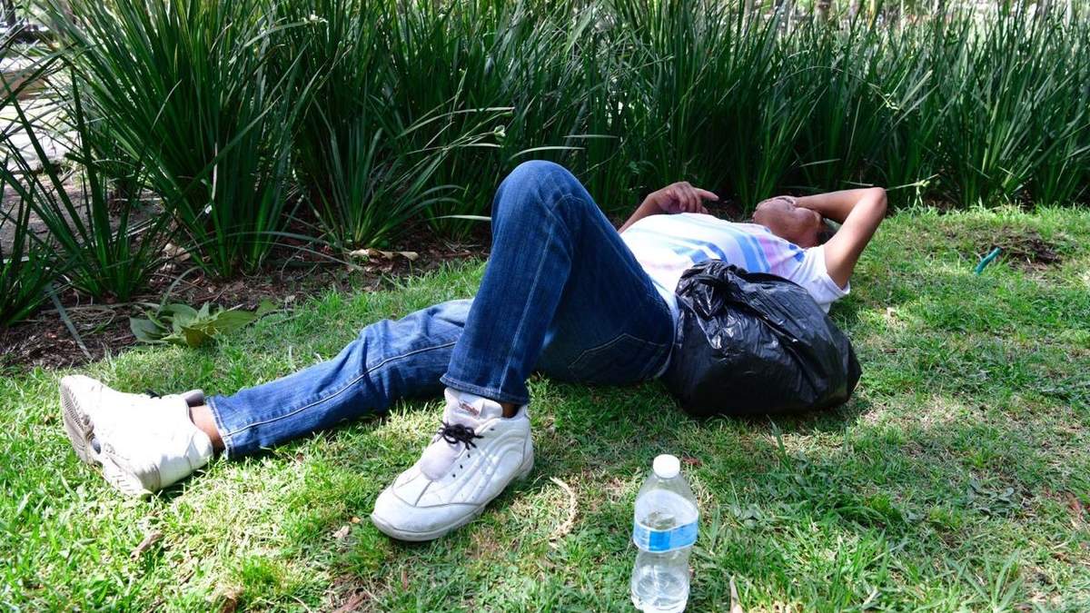 Ola de calor en la CDMX: Buscando la protección de los árboles