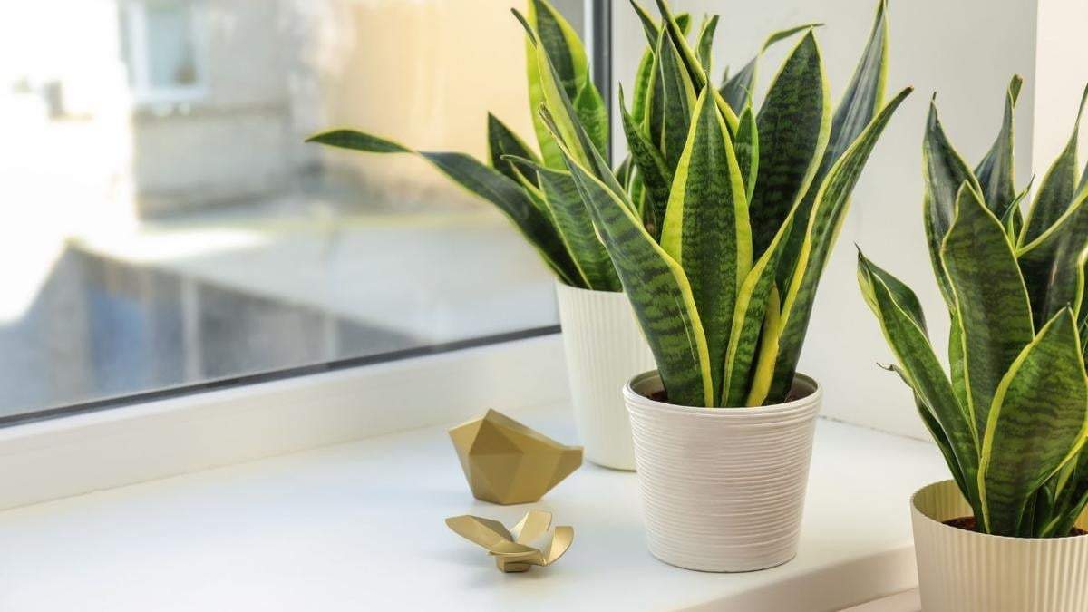 Sansevieria, una planta de fáciles cuidados. Fuente: (X)