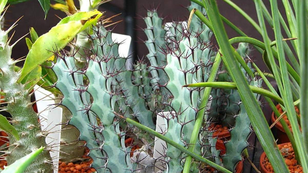 Cómo cuidar de estas plantas exóticas. Fuente: (X)
