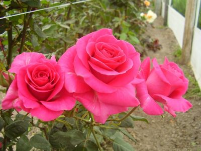 Si te regalan un ramo de rosas, mirá este increíble truco para preservarlo y disfrutar de su belleza por más tiempo
