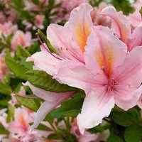 Realzan cualquier espacio: 3 plantas con flores de sombra que destacan por su belleza y su fácil cuidado
