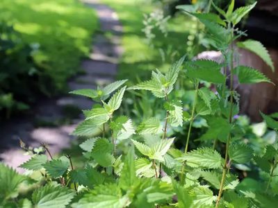 No la arranques: la planta que muchos confunden con maleza, pero es un verdadero tesoro