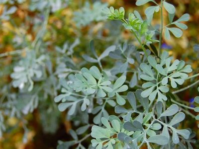 La planta que tenés que tocar antes de salir de tu casa si querés tener un buen día