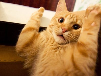 Furor en las redes por un gato “volador” en el Alto Valle