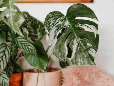 Si a tu planta Monstera se le caen las hojas o las tiene marrones, tenés que saber esto que dicen los expertos