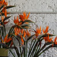 El truco de los expertos para que la strelitzia explote de flores