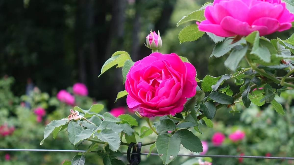Rosas. Fuente: (X)