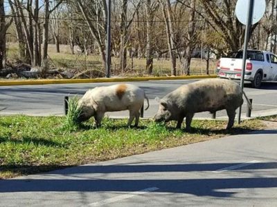 Se acabó el misterio: develan cómo llegaron los cerdos al Limay