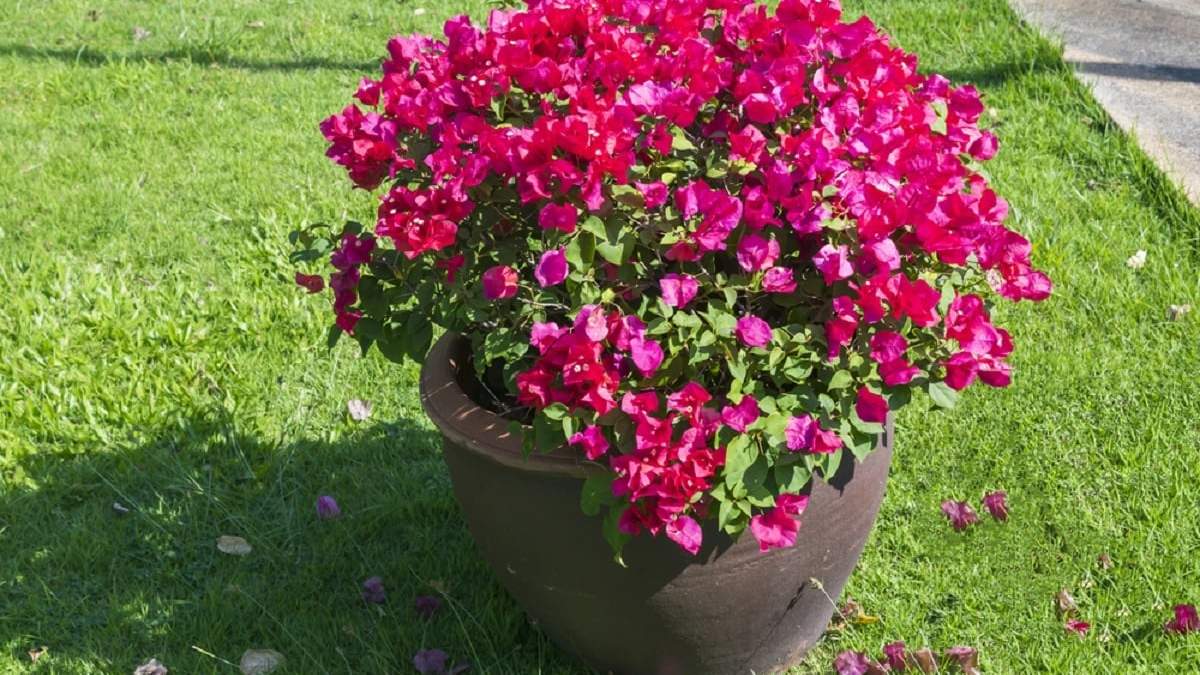 Plantas. Fuente: (X)