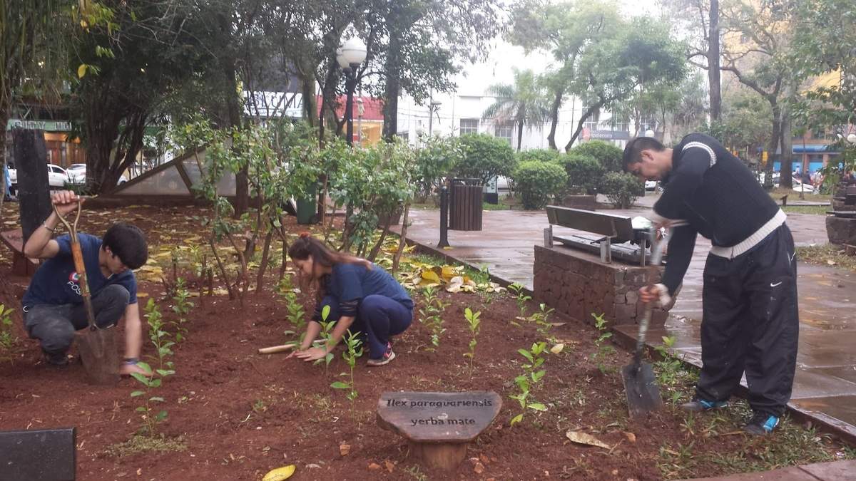 Trabajos para jardín de Yerba Mate. Fuente. (Twitter)