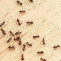 Por qué aparecen hormigas en la casa y qué significa según la época del año