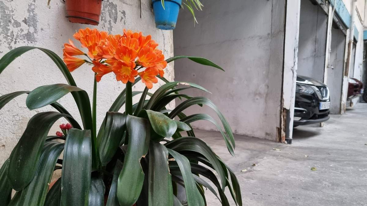Clivia. Fuente: (Instagram)