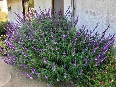 Las plantas que llenan tu jardín de flores hermosas en otoño, crecen rapidísimo y casi no necesitan cuidados