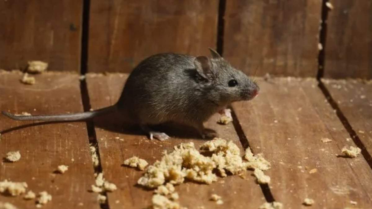Hantavirus. Fuente: (X)