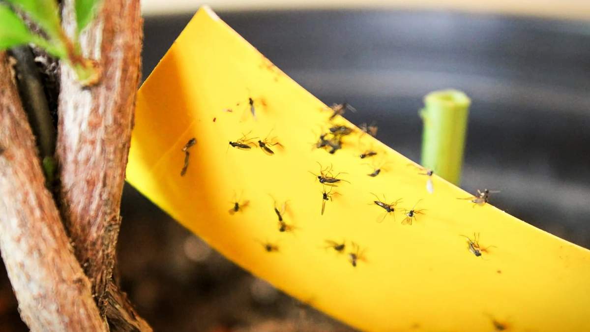 Cómo terminar con las moscas y mosquitos en simples pasos. Fuente: (X)