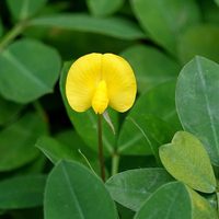 Mirá cómo podés germinar tu propia planta de maní y tener una cosecha muy productiva solo en una maceta
