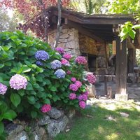 El truco que nadie te contó para lograr que tus hortensias resistan hasta 1 año en agua