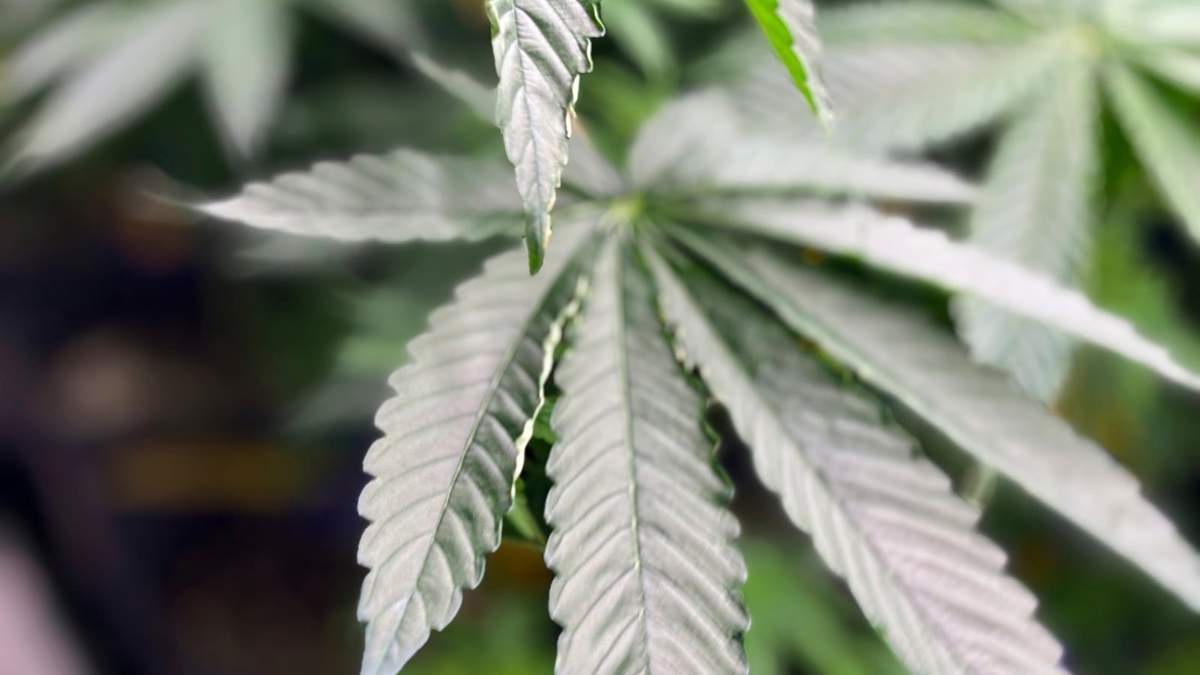 Una planta de mariguana