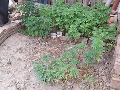Encontraron 130 plantas de marihuana en un domicilio de la Colonia Rural Nueva Esperanza