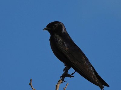 Curiosidades sobre la Golondrina negra: el ave que prefiere volar en grupos y tiene un canto dulce y especial