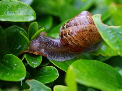 Si ya no sabés qué hacer para acabar con los caracoles y babosas en tus plantas, conocé este truco de viverista