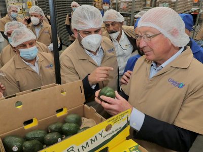 Michoacán reinicia la certificación de aguacate y mango para la exportación a EU (Video)