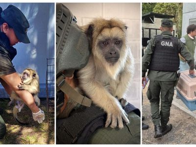 Encontraron un mono Carayá en una casa de La Matanza