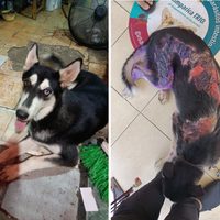 Queman con aceite hirviendo a “Lobo”, un perro Husky de 10 meses, en Guerrero