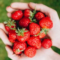 Curiosidades sobre las frutillas que muy pocos conocen