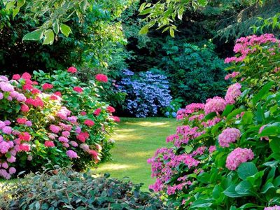 Plantas de exterior más guerreras: conocé cuáles son las que más resistirán en tu jardín