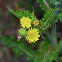 La planta que todos ignoran y quieren exterminar del jardín, pero no deberían hacerlo, ya que es muy poderosa