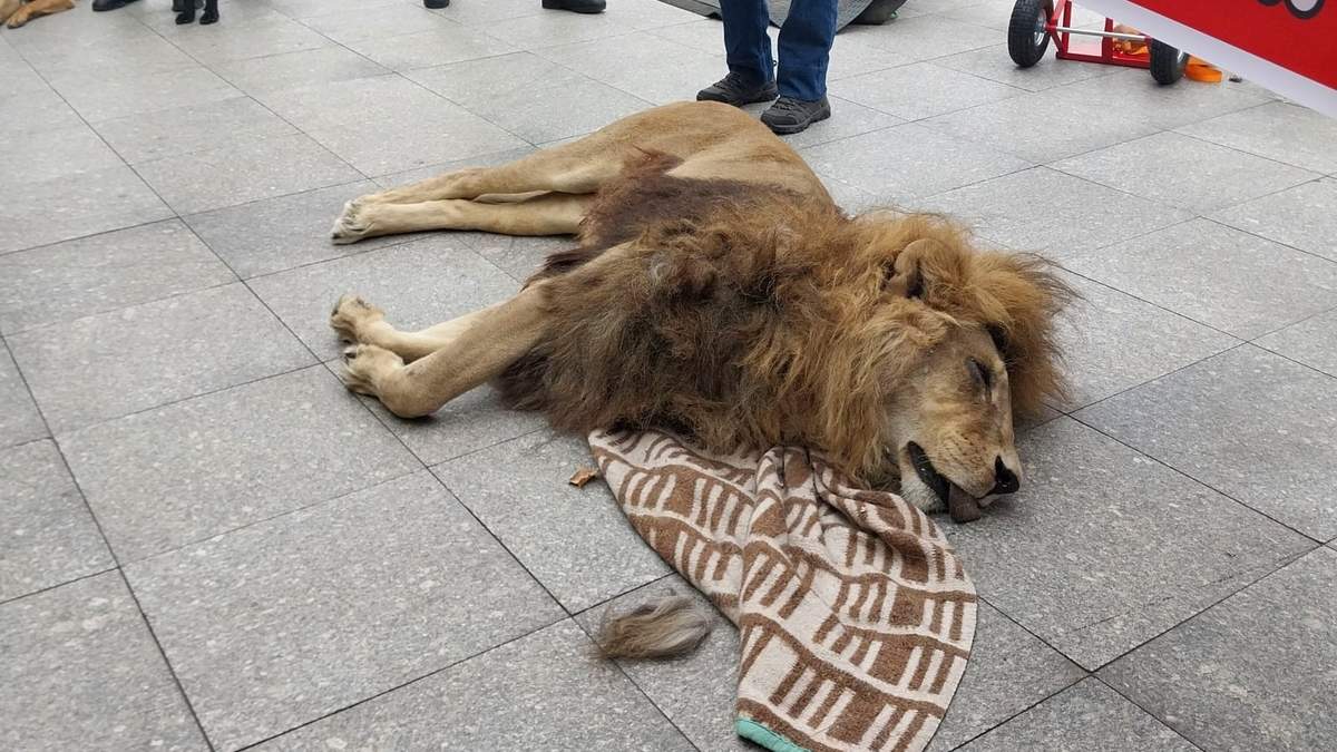 El cuerpo del león Zeus