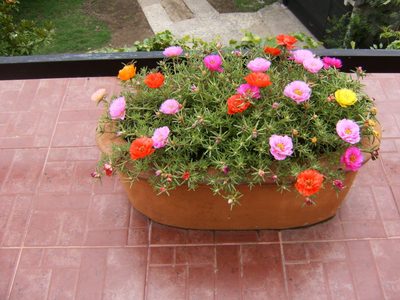 Las plantas que se bancan pleno sol directo todo el año y que son perfectas para tener en maceta