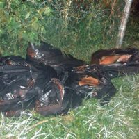 Dejan once bolsas con restos humanos en Xalapa