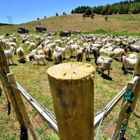 Emergencia climática: el Gobierno lanza millonarios aportes para la reducción de stock ganadero